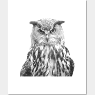 Black and White Owl Posters and Art